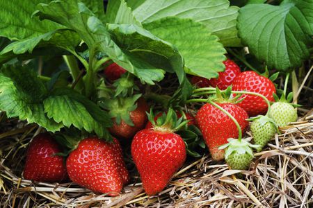 Strawberry cultivation