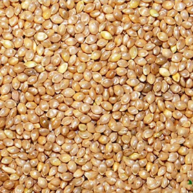 Barnyard Millet Seed