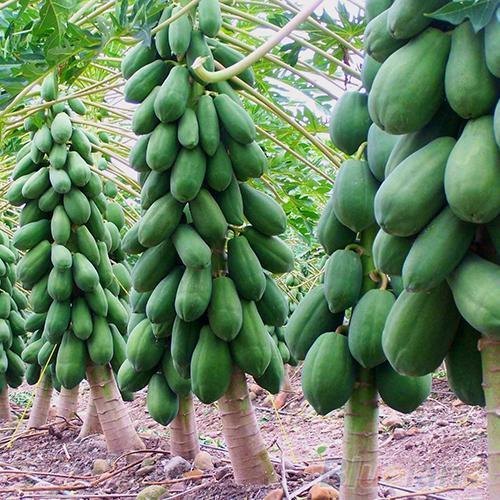 Red-Lady-Papaya-786-Seeds.jpg