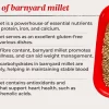 Barnyard Millet Seed - Image 2
