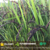 Black Paddy Seeds - Image 2
