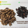Black Paddy Seeds - Image 4