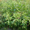 Ashwagandha Seed for Profitable Farming - Image 2