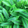 Black Turmeric Rhizome - Image 3