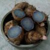 Black Turmeric Rhizome - Image 4