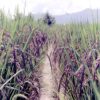 Kala Namak Paddy Seeds - Image 2