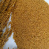 little millet seed