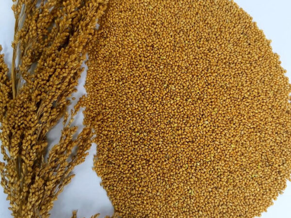 little millet seed