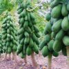 RED LADY PAPAYA (Known You Seeds) - Image 2