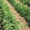 Ashwagandha Seed for Profitable Farming - Image 4