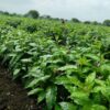 Ashwagandha Seed for Profitable Farming - Image 3
