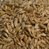 Khapli Wheat Seed - Image 3