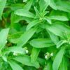 Stevia Plants - Image 3