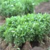 Stevia Plants - Image 2