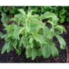 Stevia Plants - Image 4